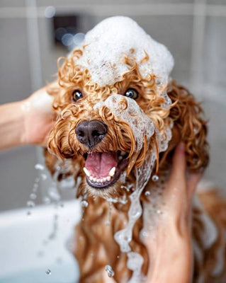 Pourquoi faut-il laver son chiens?