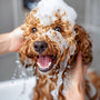 Pourquoi faut-il laver son chiens?